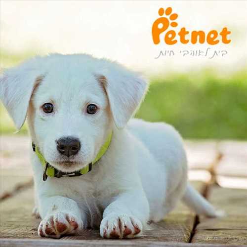 PetNet